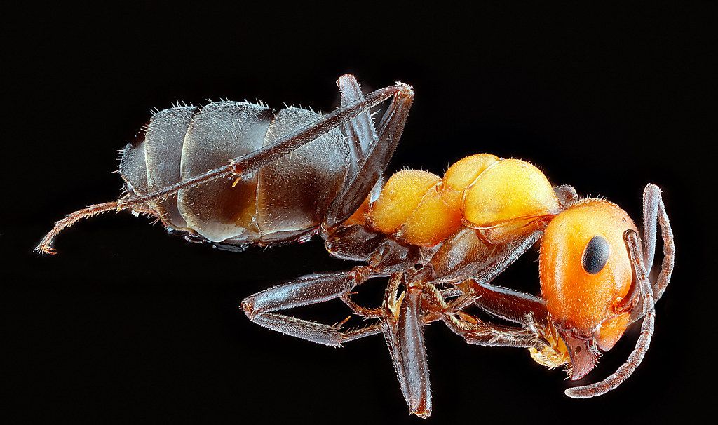 Ant Control service in Framingham, MA