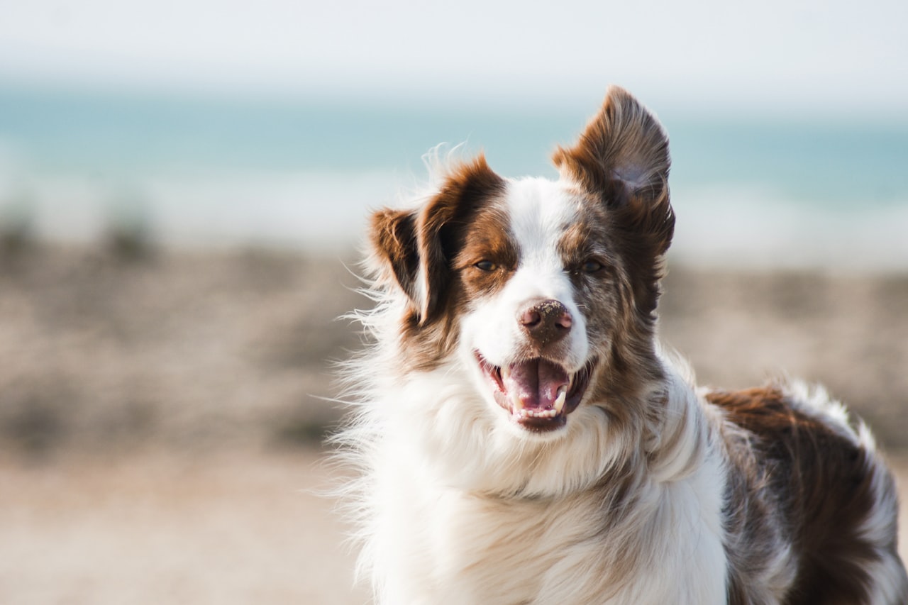 Flea & Tick Control service in Framingham, MA