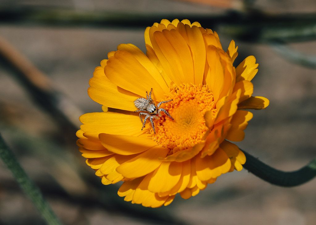 Spider Control service in Framingham, MA